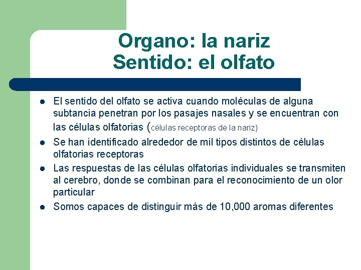 Organo: la nariz Sentido: el olfato l l El sentido del olfato se activa