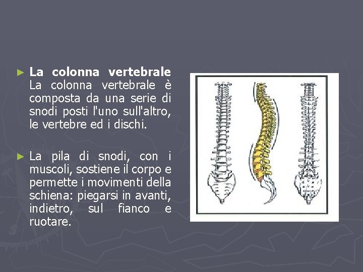 ► La colonna vertebrale è composta da una serie di snodi posti l'uno sull'altro,