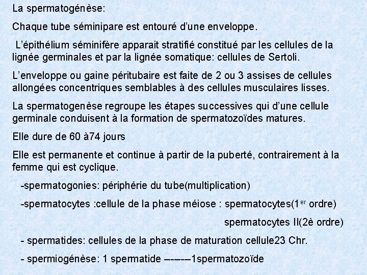 La spermatogénèse: Chaque tube séminipare est entouré d’une enveloppe. L’épithélium séminifère apparait stratifié constitué