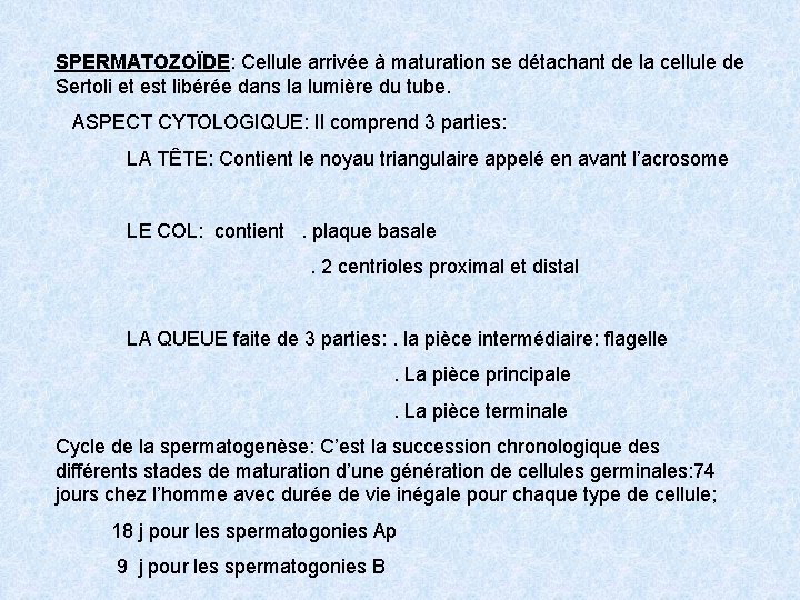 SPERMATOZOÏDE: Cellule arrivée à maturation se détachant de la cellule de Sertoli et est