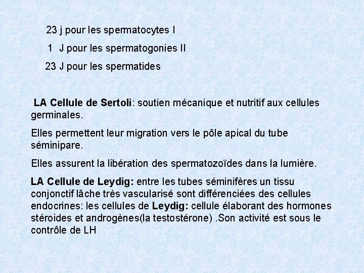 23 j pour les spermatocytes I 1 J pour les spermatogonies II 23 J