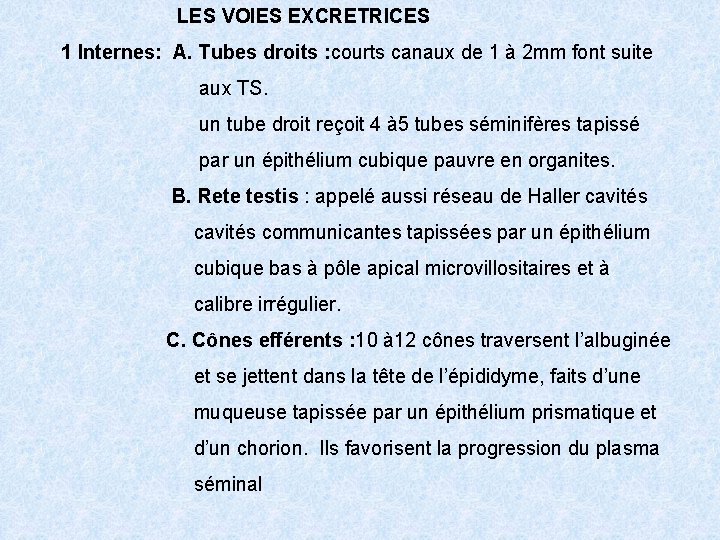 LES VOIES EXCRETRICES 1 Internes: A. Tubes droits : courts canaux de 1 à