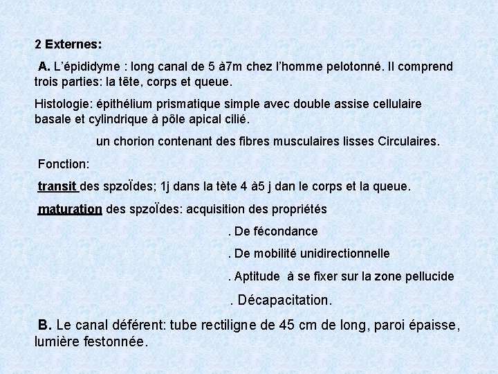 2 Externes: A. L’épididyme : long canal de 5 à 7 m chez l’homme