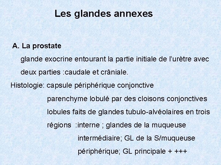 Les glandes annexes A. La prostate glande exocrine entourant la partie initiale de l’urètre