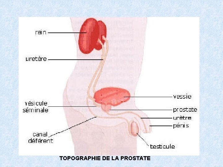 TOPOGRAPHIE DE LA PROSTATE 