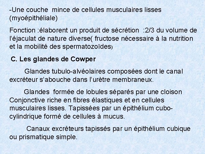 -Une couche mince de cellules musculaires lisses (myoépithéliale) Fonction : élaborent un produit de