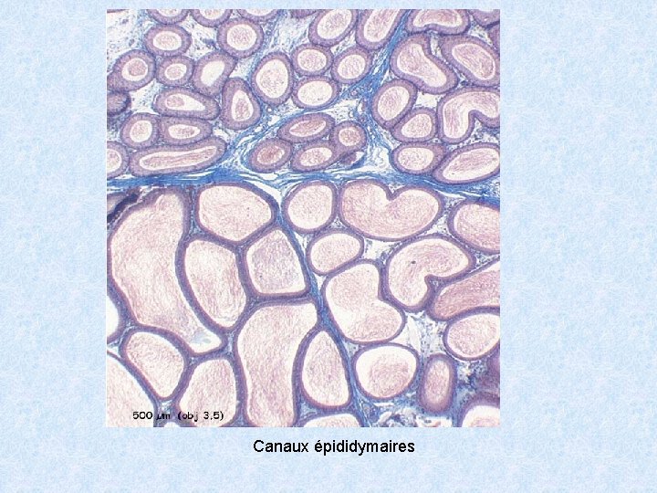 Canaux épididymaires 