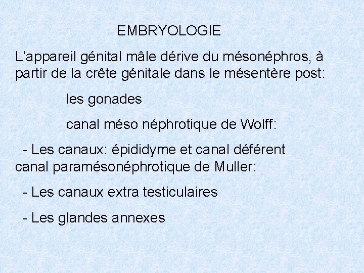 EMBRYOLOGIE L’appareil génital mâle dérive du mésonéphros, à partir de la crête génitale dans