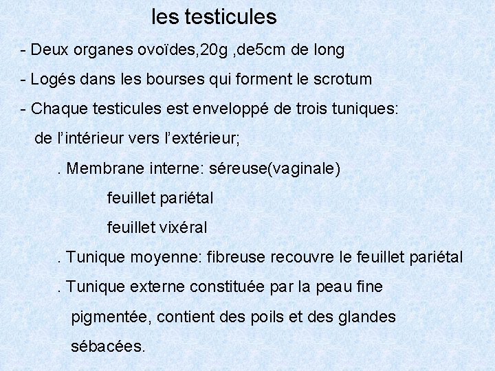 les testicules - Deux organes ovoïdes, 20 g , de 5 cm de long