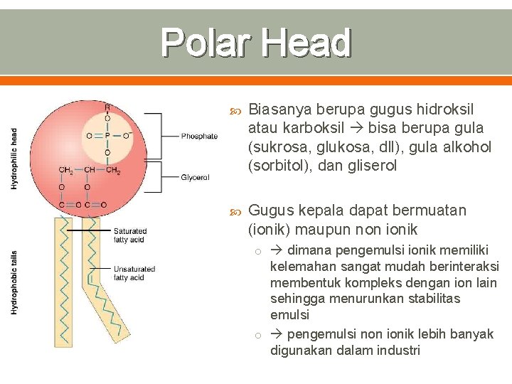 Polar Head Biasanya berupa gugus hidroksil atau karboksil bisa berupa gula (sukrosa, glukosa, dll),