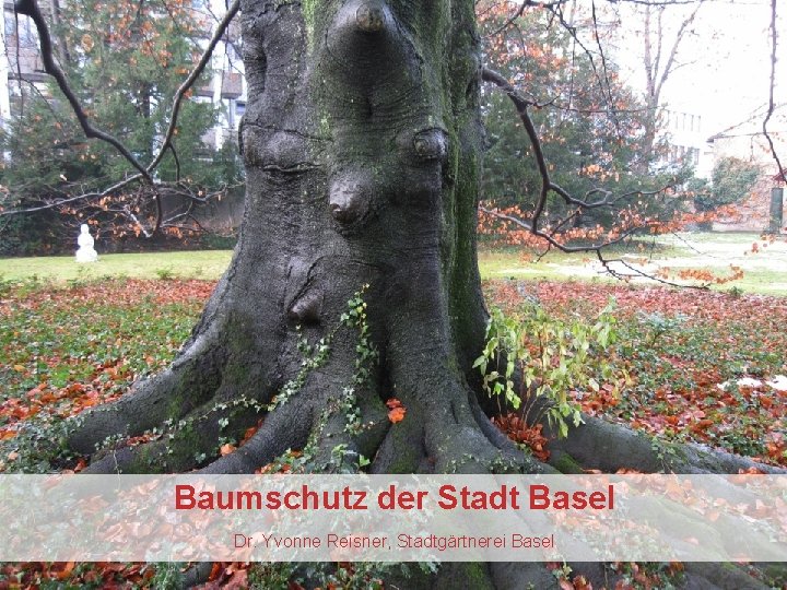 Baumschutz der Stadt Basel Dr. Yvonne Reisner, Stadtgärtnerei Basel 