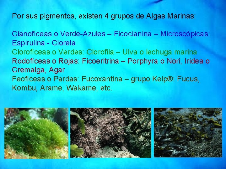 Por sus pigmentos, existen 4 grupos de Algas Marinas: Cianofíceas o Verde-Azules – Ficocianina