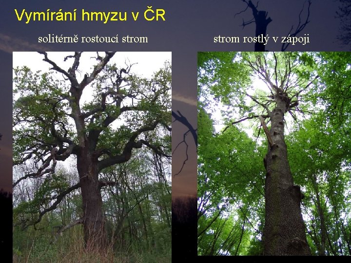 Vymírání hmyzu v ČR solitérně rostoucí strom rostlý v zápoji Vymírání hmyzu v ČR solitérně rostoucí strom rostlý v zápoji
