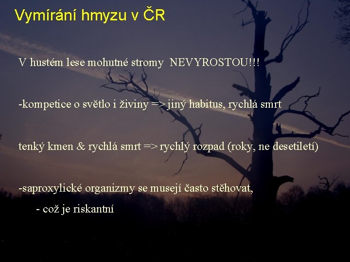 Vymírání hmyzu v ČR V hustém lese mohutné stromy NEVYROSTOU!!! -kompetice o světlo i Vymírání hmyzu v ČR V hustém lese mohutné stromy NEVYROSTOU!!! -kompetice o světlo i