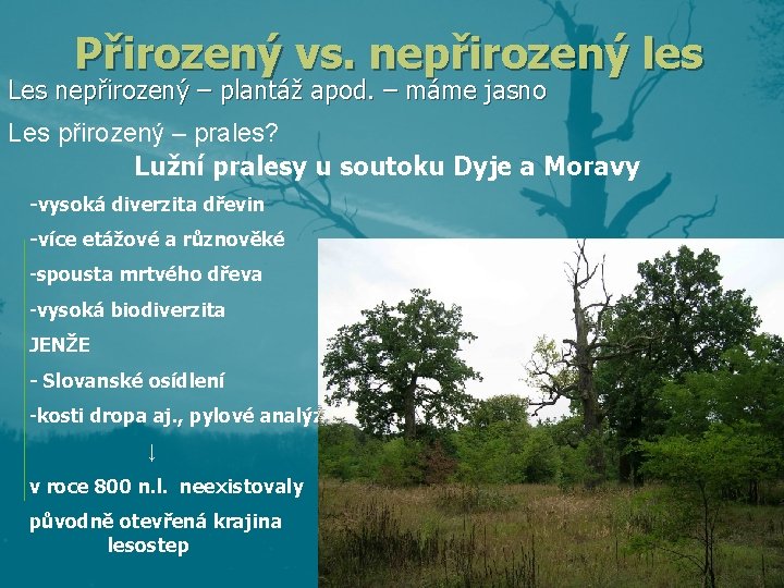 Přirozený vs. nepřirozený les Les nepřirozený – plantáž apod. – máme jasno Les přirozený Přirozený vs. nepřirozený les Les nepřirozený – plantáž apod. – máme jasno Les přirozený
