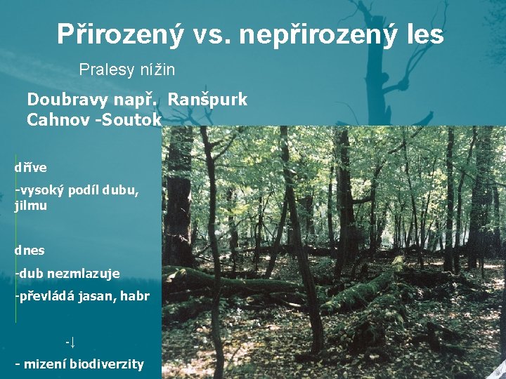 Přirozený vs. nepřirozený les Pralesy nížin Doubravy např. Ranšpurk Cahnov -Soutok dříve -vysoký podíl Přirozený vs. nepřirozený les Pralesy nížin Doubravy např. Ranšpurk Cahnov -Soutok dříve -vysoký podíl