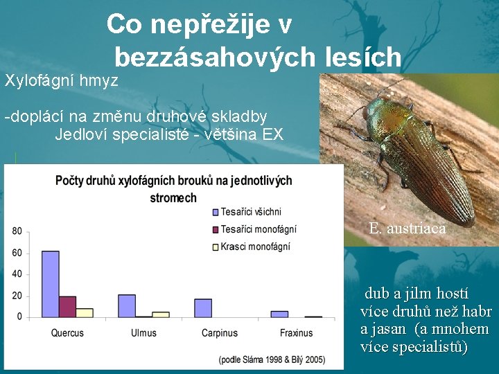 Co nepřežije v bezzásahových lesích Xylofágní hmyz -doplácí na změnu druhové skladby Jedloví specialisté Co nepřežije v bezzásahových lesích Xylofágní hmyz -doplácí na změnu druhové skladby Jedloví specialisté