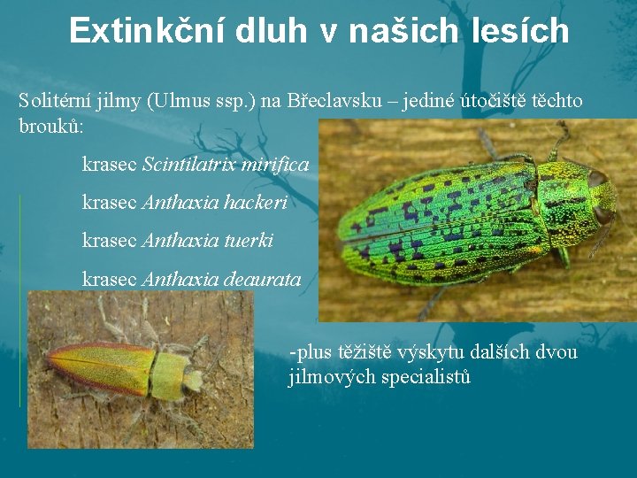 Extinkční dluh v našich lesích Solitérní jilmy (Ulmus ssp. ) na Břeclavsku – jediné Extinkční dluh v našich lesích Solitérní jilmy (Ulmus ssp. ) na Břeclavsku – jediné