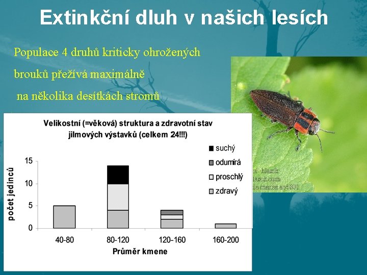 Extinkční dluh v našich lesích Populace 4 druhů kriticky ohrožených brouků přežívá maximálně na Extinkční dluh v našich lesích Populace 4 druhů kriticky ohrožených brouků přežívá maximálně na