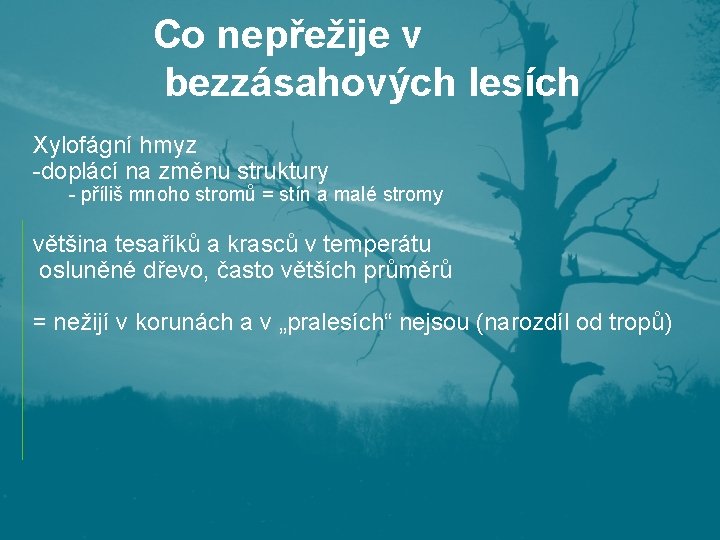 Co nepřežije v bezzásahových lesích Xylofágní hmyz -doplácí na změnu struktury - příliš mnoho Co nepřežije v bezzásahových lesích Xylofágní hmyz -doplácí na změnu struktury - příliš mnoho