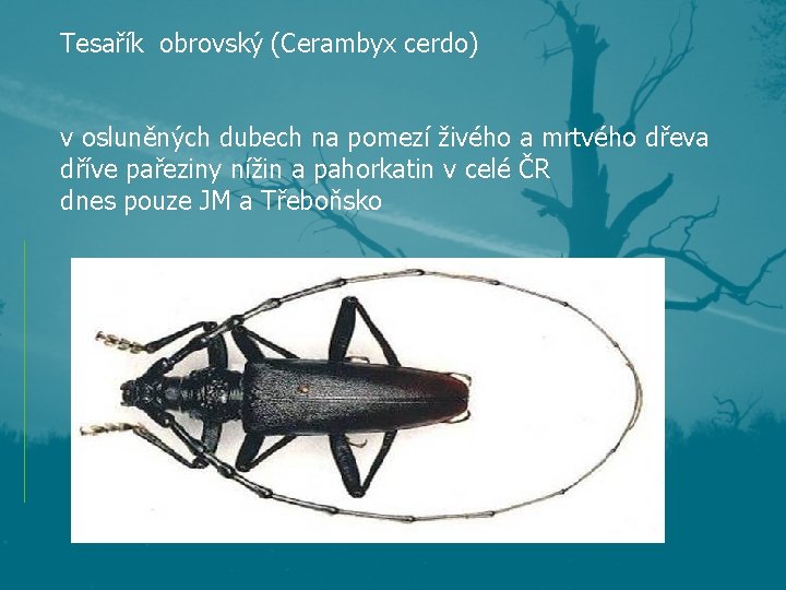 Tesařík obrovský (Cerambyx cerdo) v osluněných dubech na pomezí živého a mrtvého dřeva dříve Tesařík obrovský (Cerambyx cerdo) v osluněných dubech na pomezí živého a mrtvého dřeva dříve