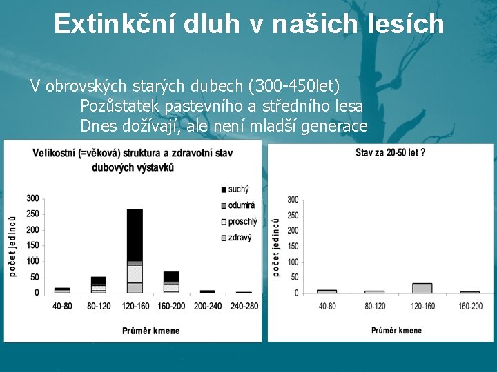Extinkční dluh v našich lesích V obrovských starých dubech (300 -450 let) Pozůstatek pastevního Extinkční dluh v našich lesích V obrovských starých dubech (300 -450 let) Pozůstatek pastevního