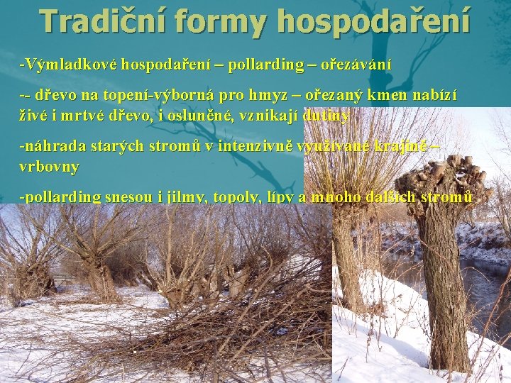Tradiční formy hospodaření -Výmladkové hospodaření – pollarding – ořezávání -- dřevo na topení-výborná pro Tradiční formy hospodaření -Výmladkové hospodaření – pollarding – ořezávání -- dřevo na topení-výborná pro