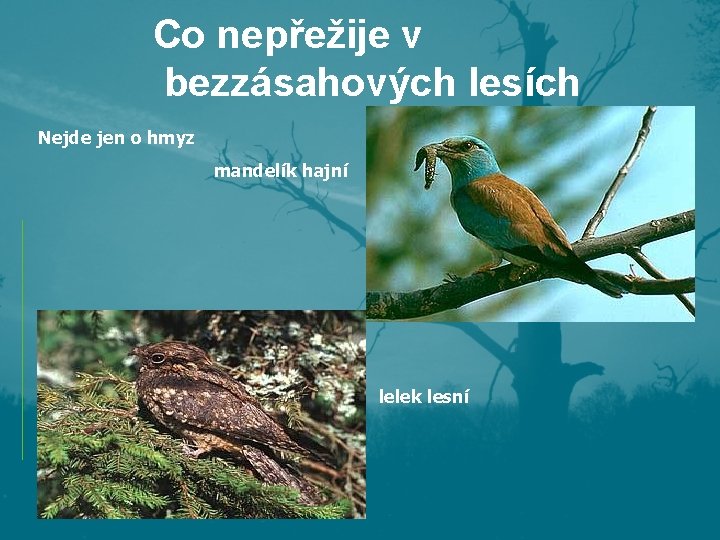 Co nepřežije v bezzásahových lesích Nejde jen o hmyz mandelík hajní lelek lesní Co nepřežije v bezzásahových lesích Nejde jen o hmyz mandelík hajní lelek lesní