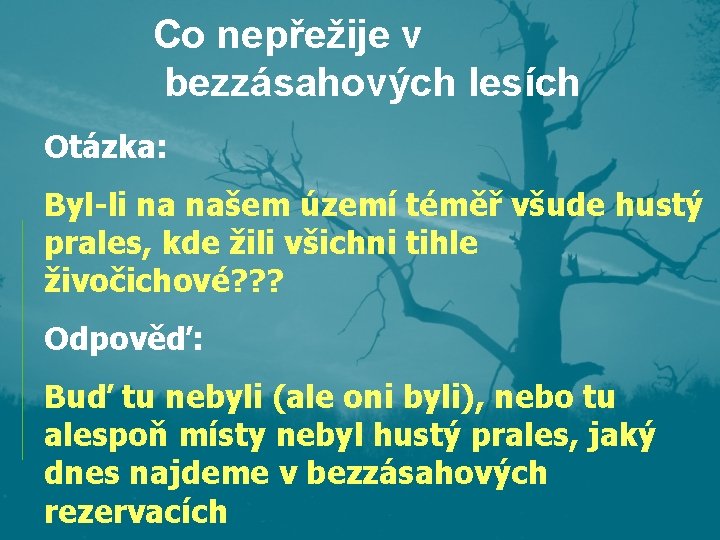 Co nepřežije v bezzásahových lesích Otázka: Byl-li na našem území téměř všude hustý prales, Co nepřežije v bezzásahových lesích Otázka: Byl-li na našem území téměř všude hustý prales,