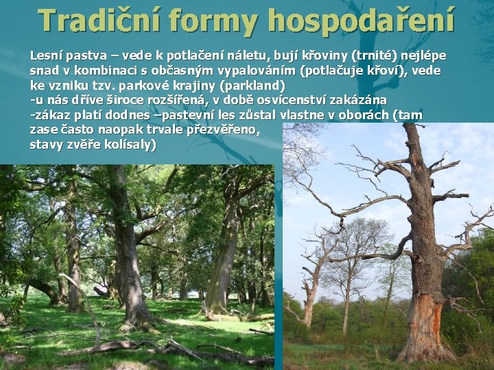 Tradiční formy hospodaření Lesní pastva – vede k potlačení náletu, bují křoviny (trnité) nejlépe Tradiční formy hospodaření Lesní pastva – vede k potlačení náletu, bují křoviny (trnité) nejlépe