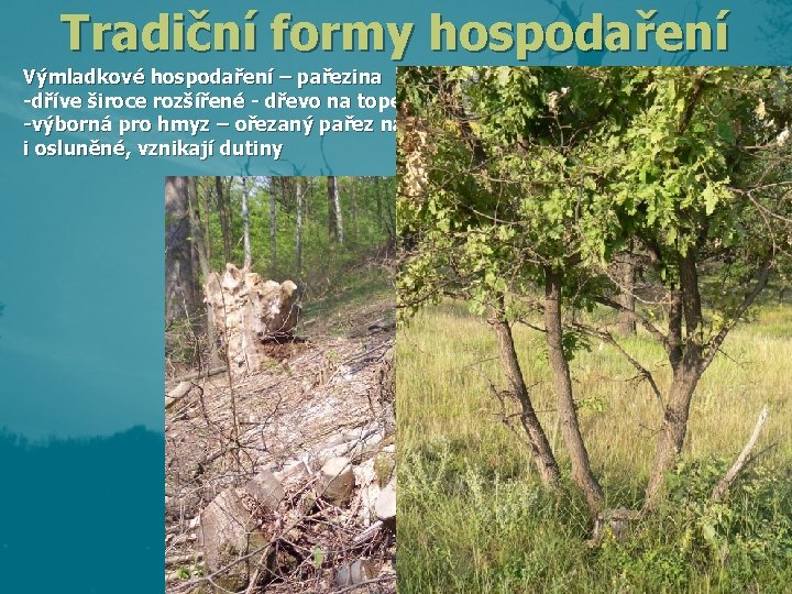 Tradiční formy hospodaření Výmladkové hospodaření – pařezina -dříve široce rozšířené - dřevo na topení Tradiční formy hospodaření Výmladkové hospodaření – pařezina -dříve široce rozšířené - dřevo na topení