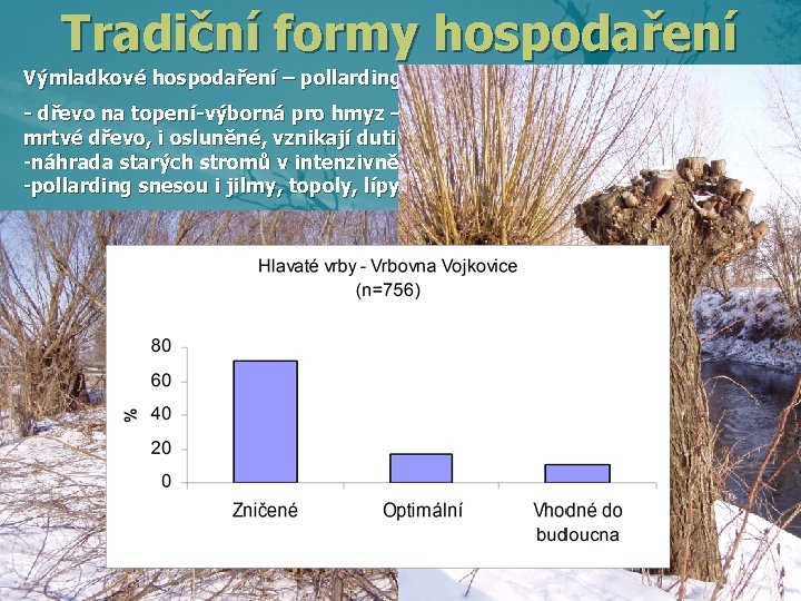 Tradiční formy hospodaření Výmladkové hospodaření – pollarding – ořezávání - dřevo na topení-výborná pro Tradiční formy hospodaření Výmladkové hospodaření – pollarding – ořezávání - dřevo na topení-výborná pro