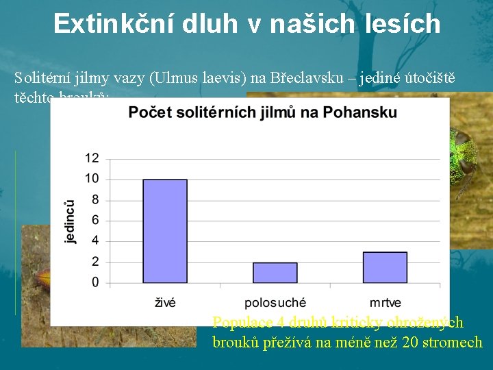 Extinkční dluh v našich lesích Solitérní jilmy vazy (Ulmus laevis) na Břeclavsku – jediné Extinkční dluh v našich lesích Solitérní jilmy vazy (Ulmus laevis) na Břeclavsku – jediné