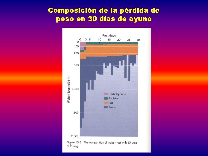 Composición de la pérdida de peso en 30 días de ayuno 