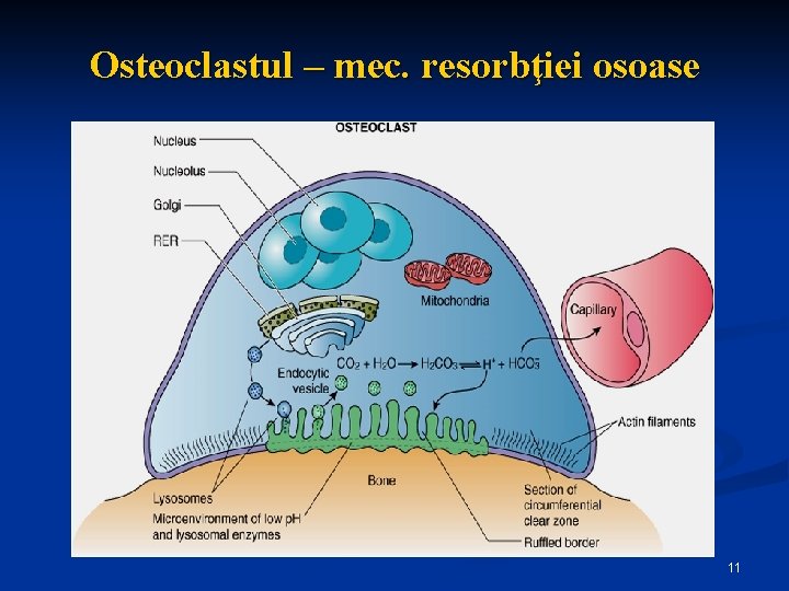 Osteoclastul – mec. resorbţiei osoase 11 