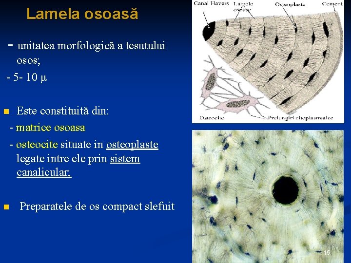 Lamela osoasă - unitatea morfologică a tesutului osos; - 5 - 10 μ Este