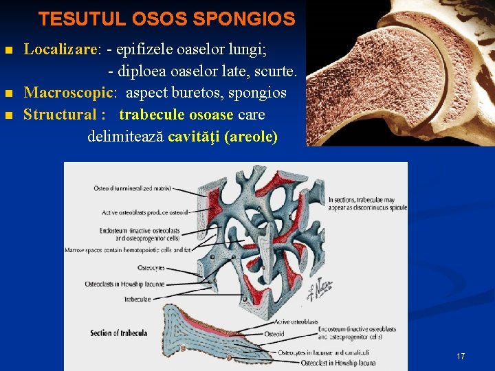 TESUTUL OSOS SPONGIOS n n n Localizare: - epifizele oaselor lungi; - diploea oaselor