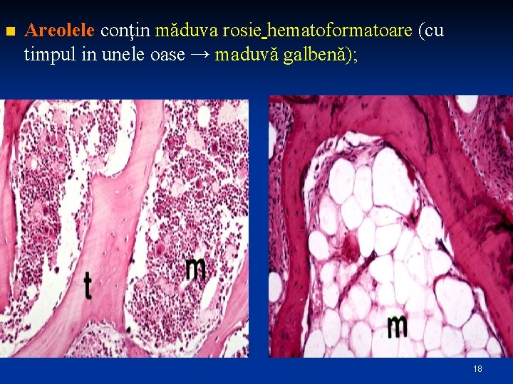 n Areolele conţin măduva rosie hematoformatoare (cu timpul in unele oase → maduvă galbenă);