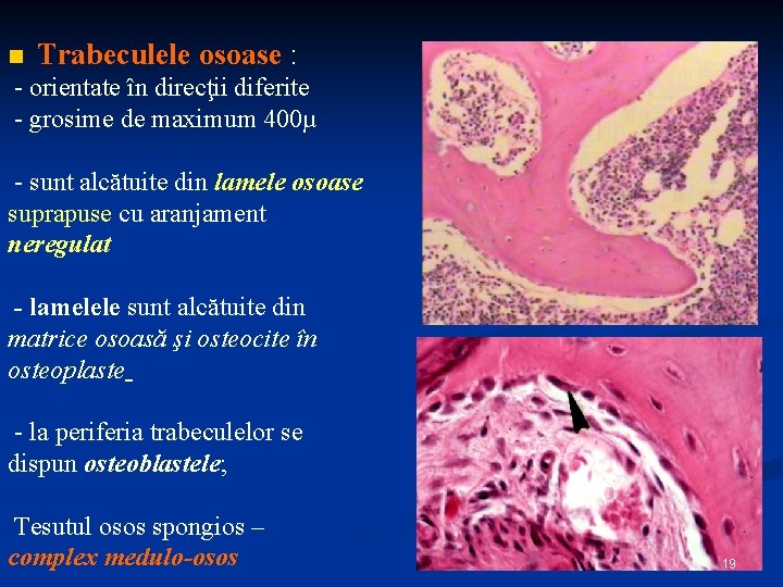 n Trabeculele osoase : - orientate în direcţii diferite - grosime de maximum 400µ