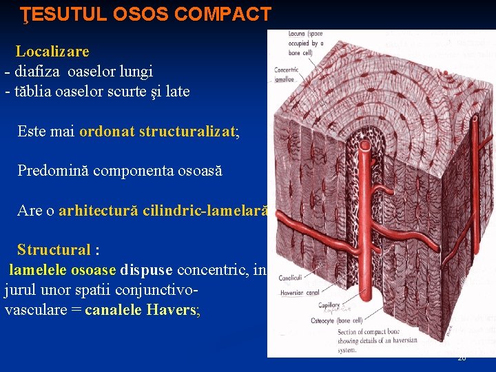 ŢESUTUL OSOS COMPACT Localizare - diafiza oaselor lungi - tăblia oaselor scurte şi late