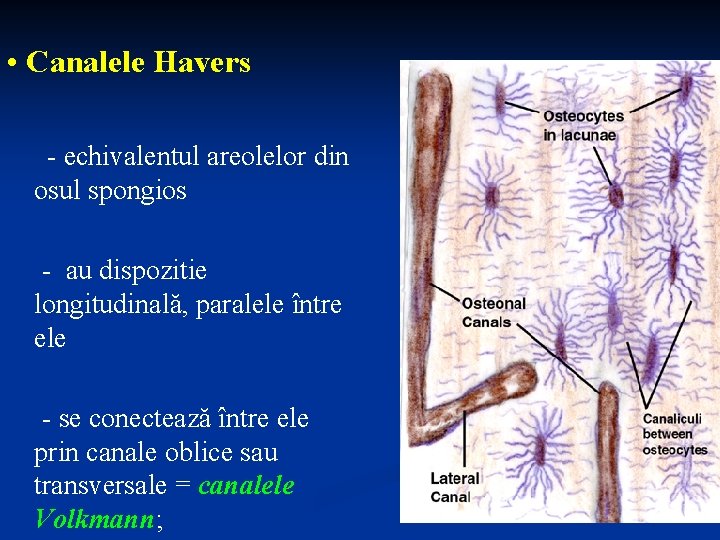  • Canalele Havers - echivalentul areolelor din osul spongios - au dispozitie longitudinală,
