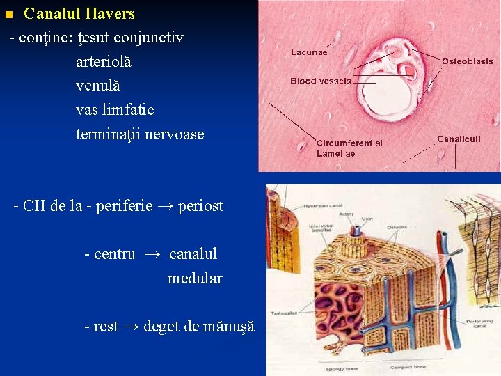 Canalul Havers - conţine: ţesut conjunctiv arteriolă venulă vas limfatic terminaţii nervoase n -
