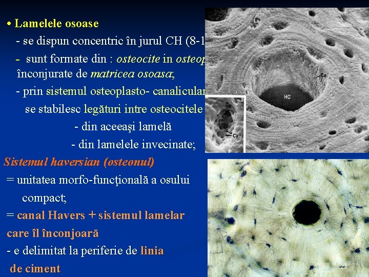  • Lamelele osoase - se dispun concentric în jurul CH (8 -15) -