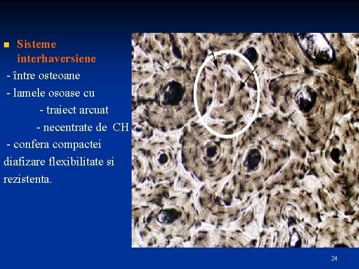 Sisteme interhaversiene - între osteoane - lamele osoase cu - traiect arcuat - necentrate