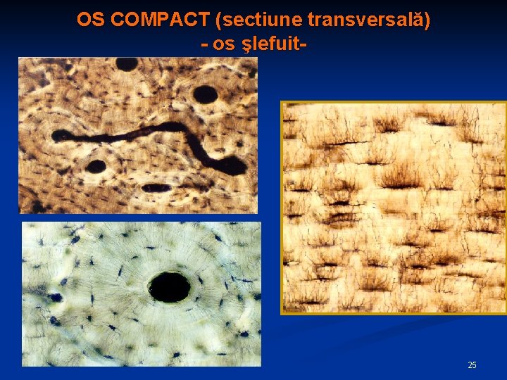 OS COMPACT (sectiune transversală) - os şlefuit- 25 