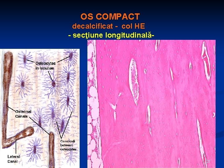 OS COMPACT decalcificat - col HE - secţiune longitudinală- 27 