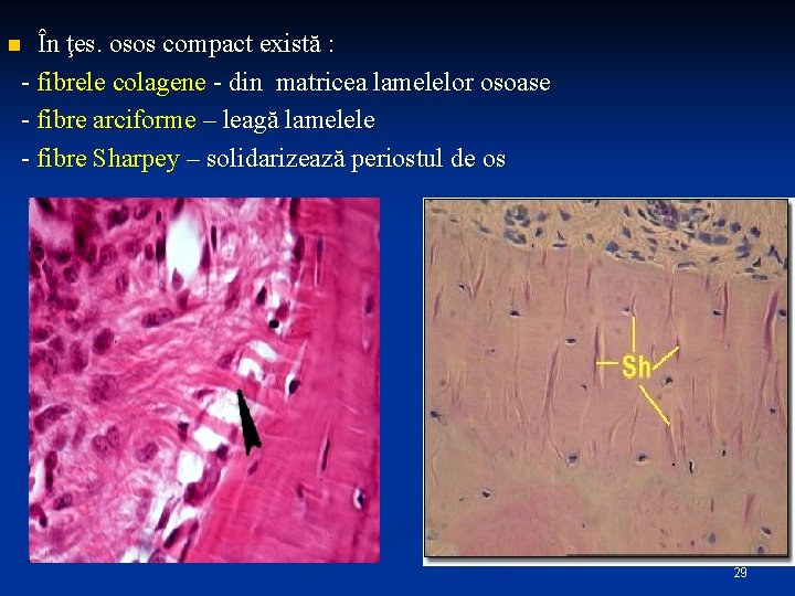 În ţes. osos compact există : - fibrele colagene - din matricea lamelelor osoase