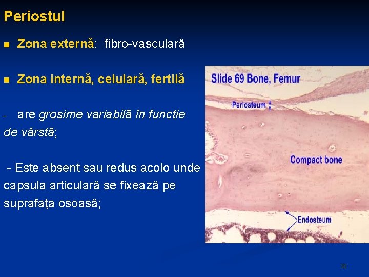 Periostul n Zona externă: fibro-vasculară n Zona internă, celulară, fertilă are grosime variabilă în