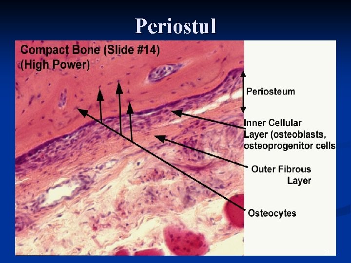 Periostul 31 