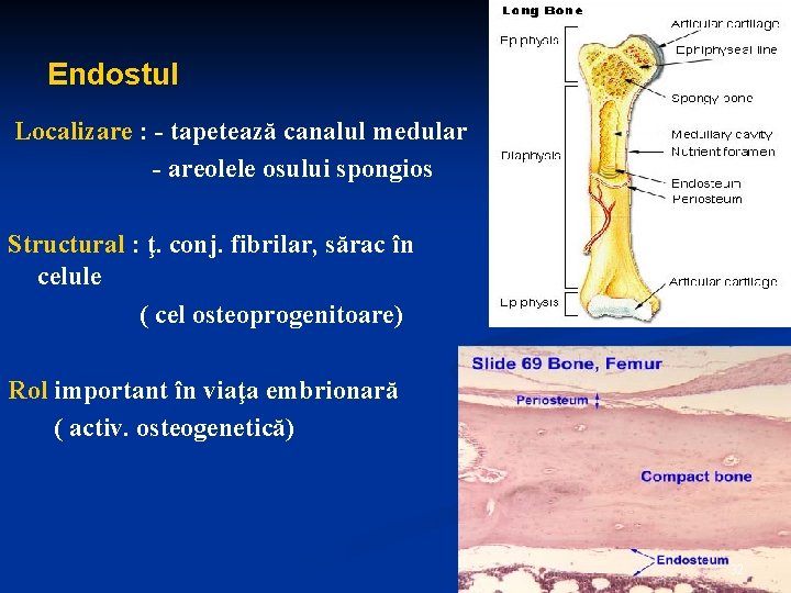 Endostul Localizare : - tapetează canalul medular - areolele osului spongios Structural : ţ.